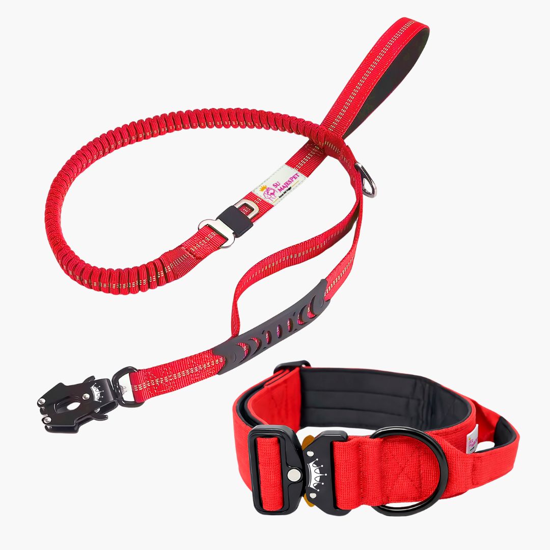 Kit de Paseo Imperial: Collar y Correa para Perros | Su MajesPet