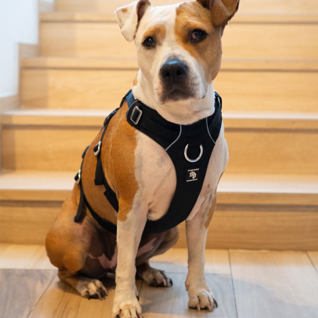 Arnés Antiescape de Seguridad para Perros – Negro | Su MajesPet