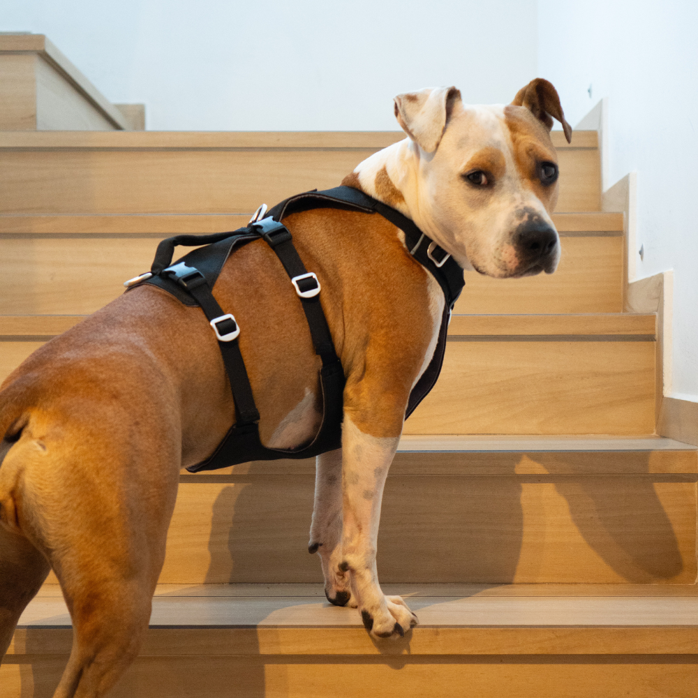 Arnés Antiescape de Seguridad para Perros – Negro | Su MajesPet