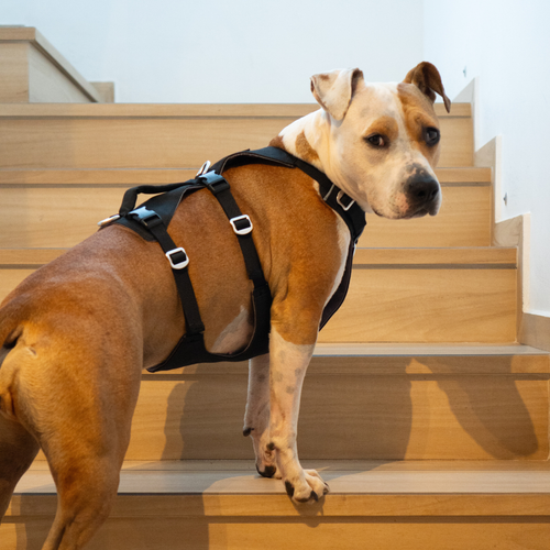Arnés Antiescape de Seguridad para Perros – Negro | Su MajesPet