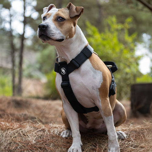 Arnés Ajustable Perro Antitirones – Negro | Su MajesPet