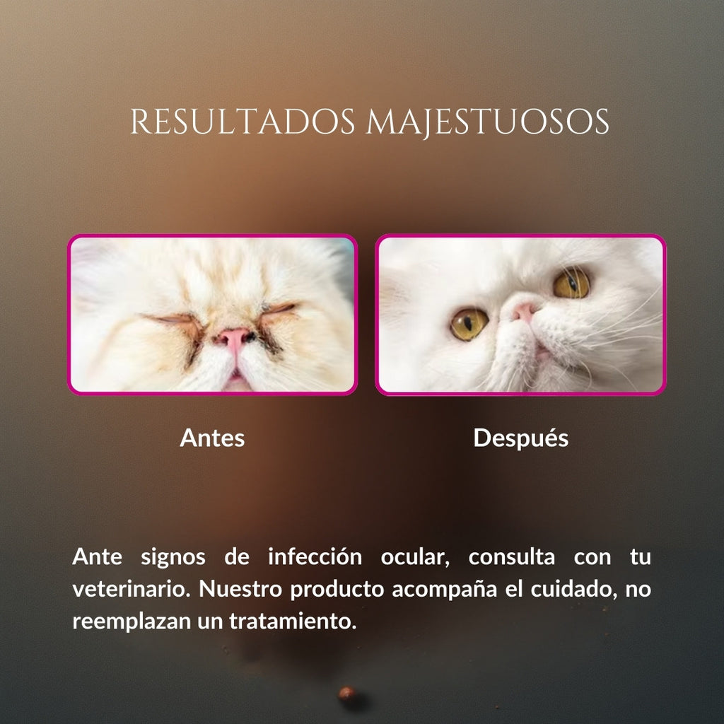 Comparación de resultados de Ojitos Majestuosos en gato, mostrando antes con legañas y después con contorno de ojos más limpio, como complemento al cuidado veterinario