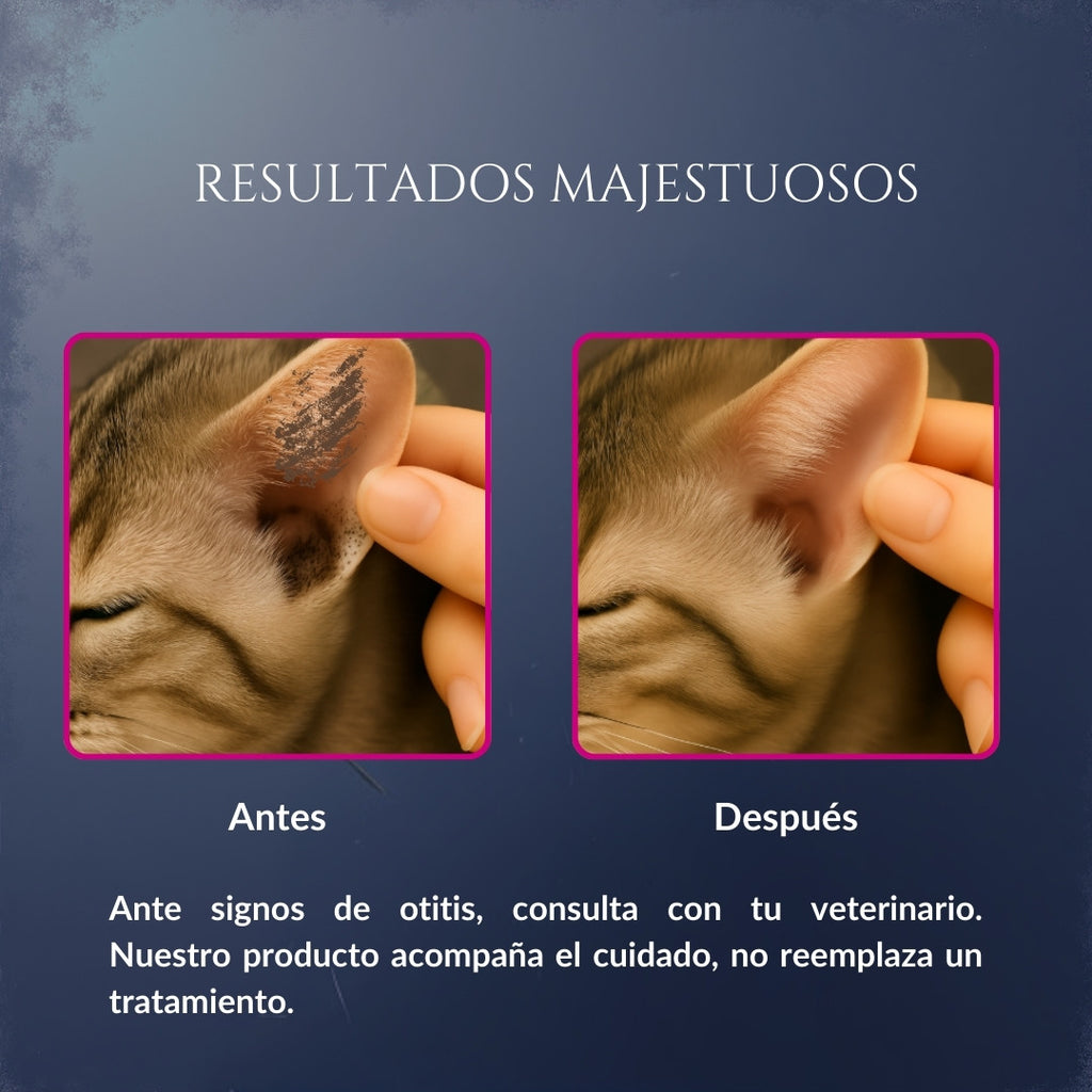Comparación de resultados de Orejas de Corte en gato, mostrando oreja con suciedad antes y oreja más limpia después, como apoyo a la higiene auricular recomendada por el veterinario