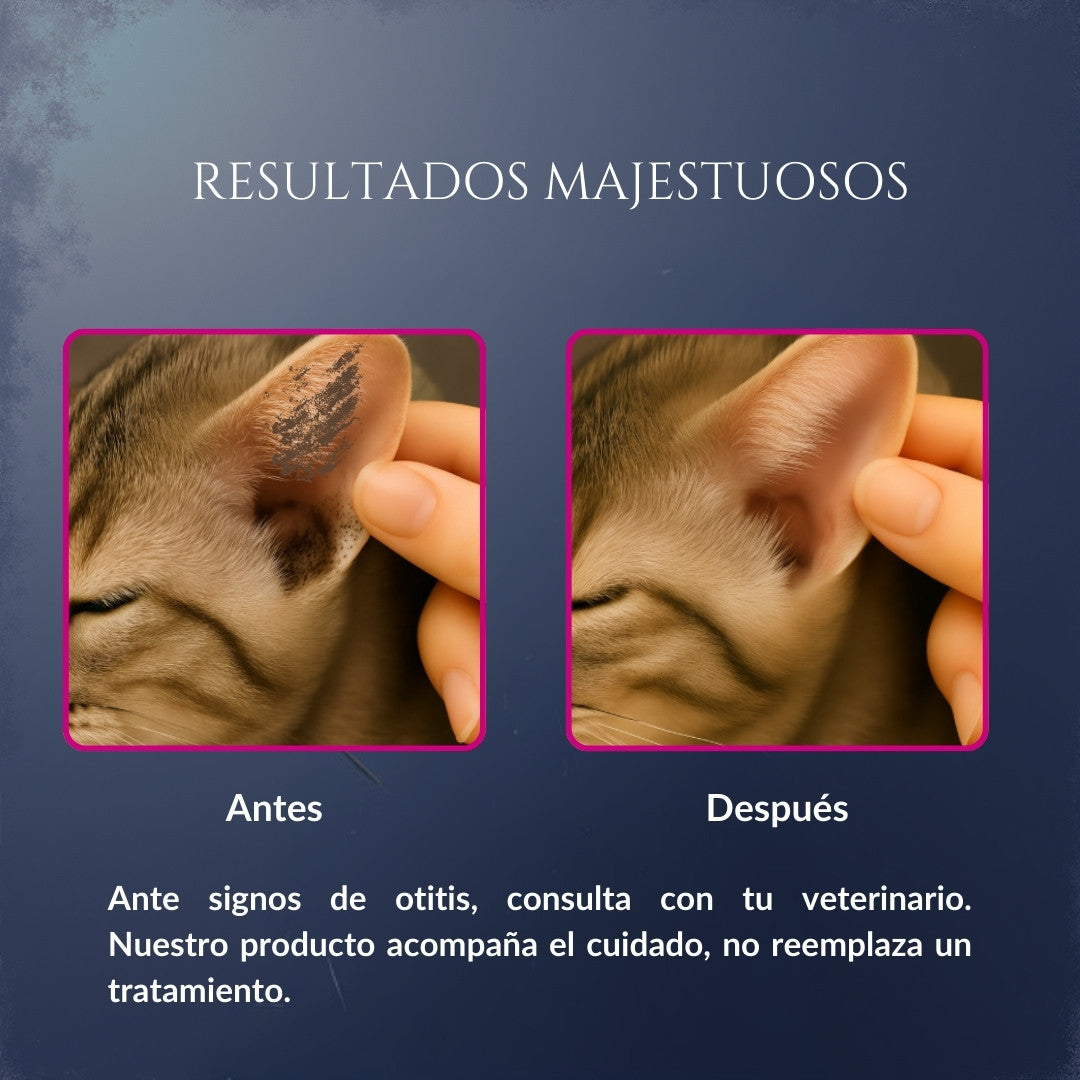 Comparación de resultados de Orejas de Corte en gato, mostrando oreja con suciedad antes y oreja más limpia después, como apoyo a la higiene auricular recomendada por el veterinario
