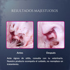 Comparación de resultados de Orejas de Corte en perro, mostrando oreja con suciedad antes y oreja más limpia después, como apoyo a la higiene auricular recomendada por el veterinario
