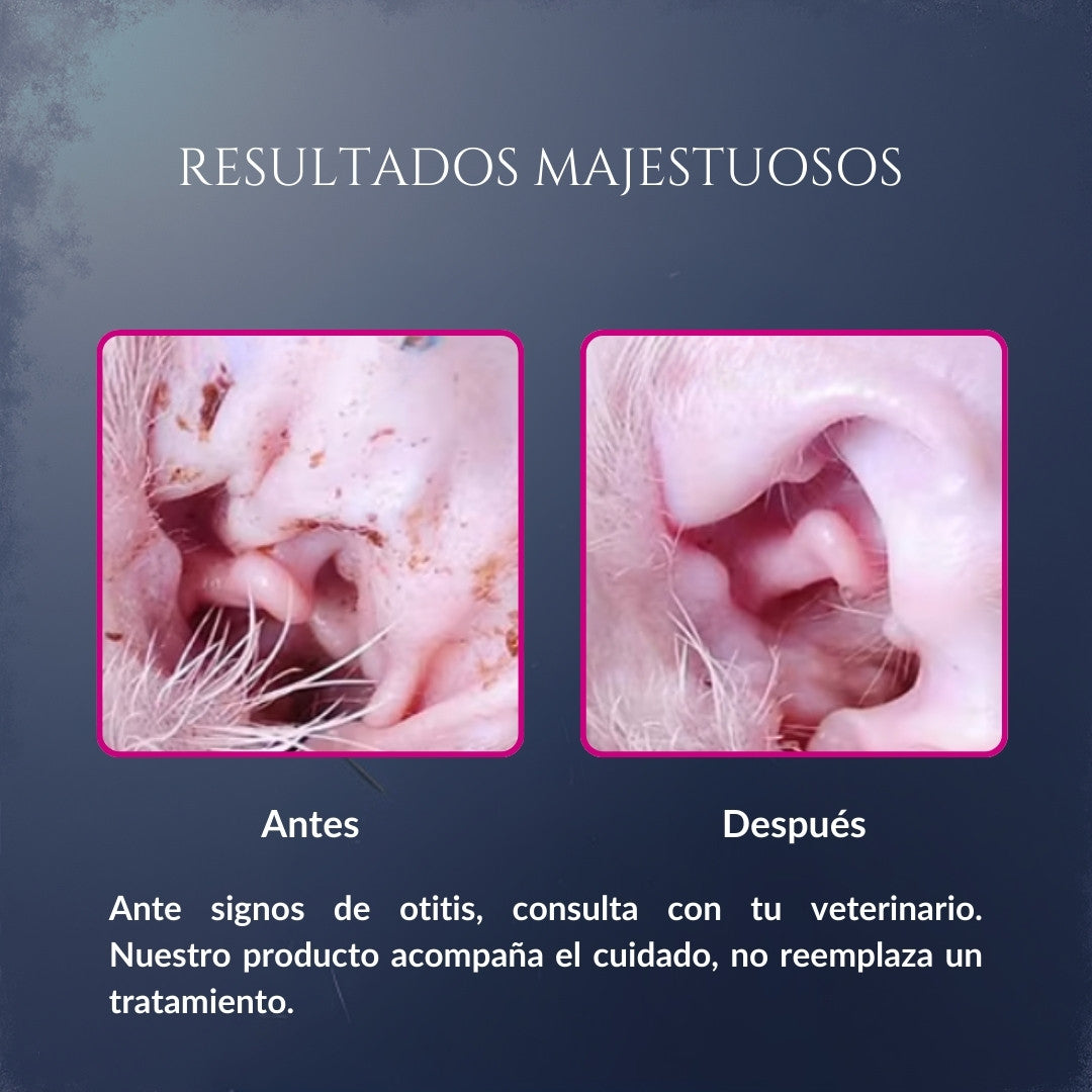 Comparación de resultados de Orejas de Corte en perro, mostrando oreja con suciedad antes y oreja más limpia después, como apoyo a la higiene auricular recomendada por el veterinario