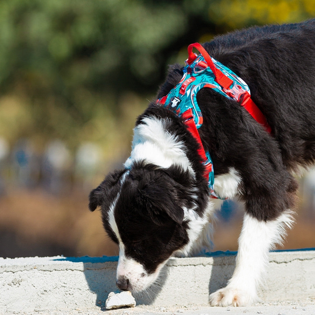 Perro olfateando durante un paseo con arnés TrueLove camuflaje azul, arnés antitirones para perros activos