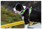 Perro de perfil usando arnés TrueLove camuflaje turqueza, vista lateral del ajuste del arnés