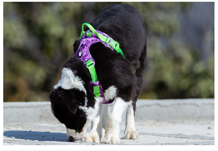 Perro olfateando durante un paseo con arnés TrueLove camuflaje turqueza, arnés antitirones para perros