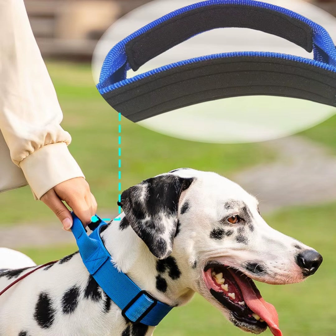 Perro dalmata con collar tactico azul, mostrando el uso del asa de control y el forro acolchado del collar en el cuello